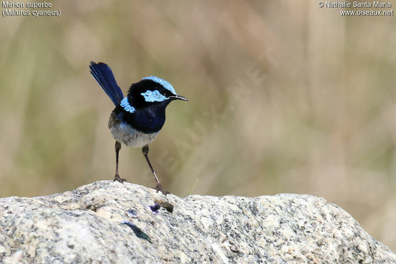 Superb Fairywren male adult breeding, identification