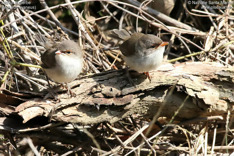 Superb Fairywrenjuvenile, habitat