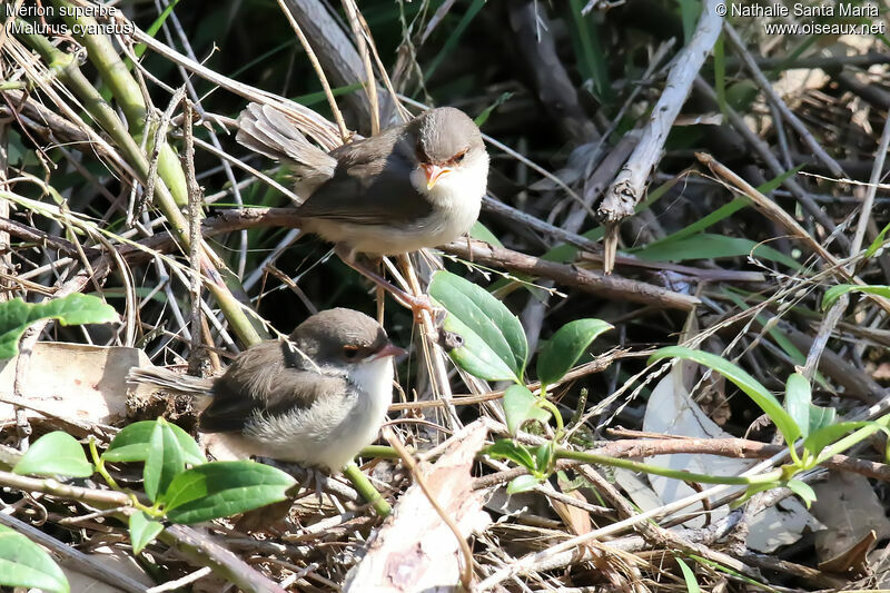 Superb Fairywrenjuvenile, habitat