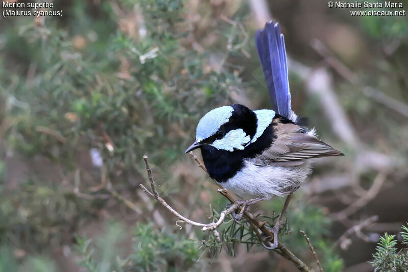 Superb Fairywren male adult breeding, identification