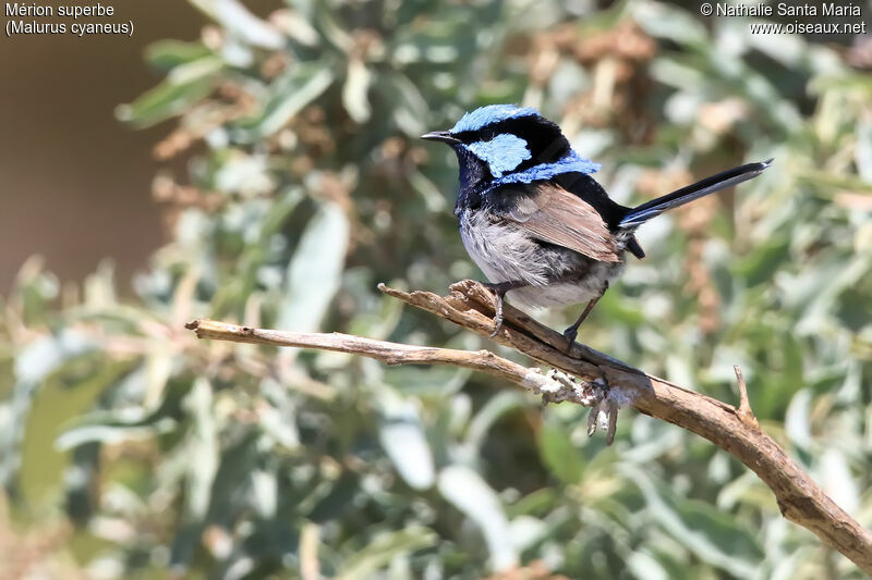 Superb Fairywren male adult breeding, identification