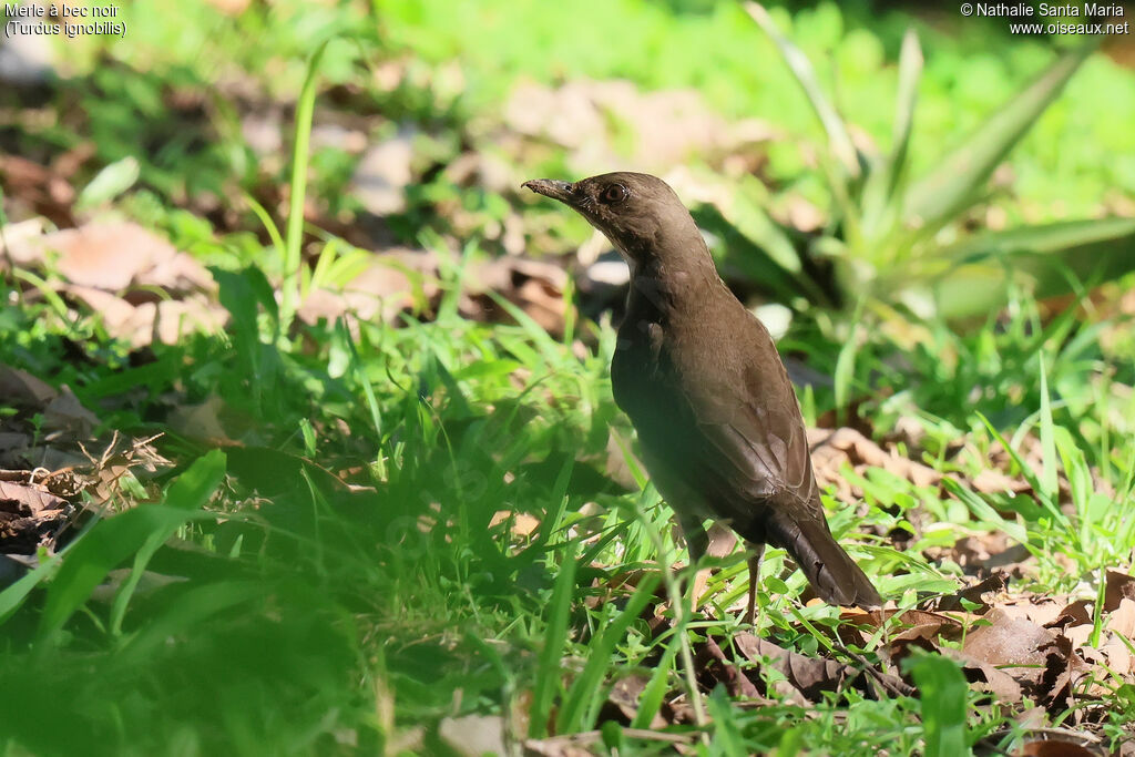 Black-billed Thrush