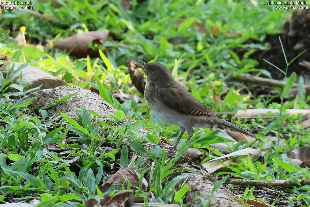 Black-billed Thrush