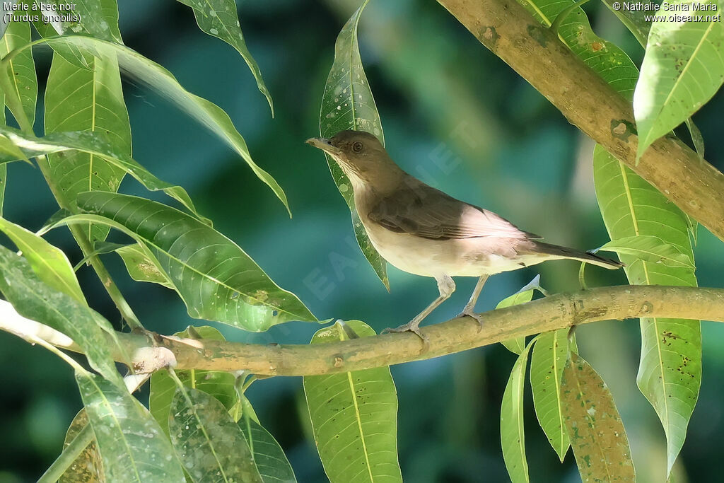 Black-billed Thrush