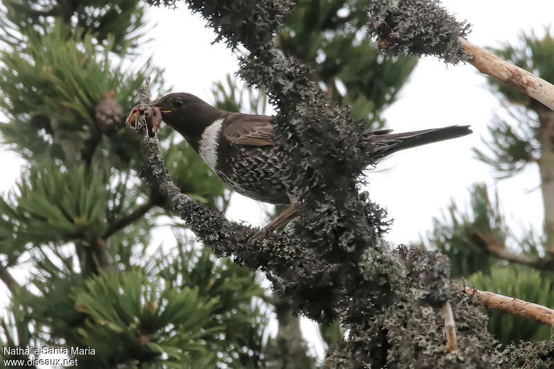 Ring Ouzeladult breeding, habitat, feeding habits, Reproduction-nesting