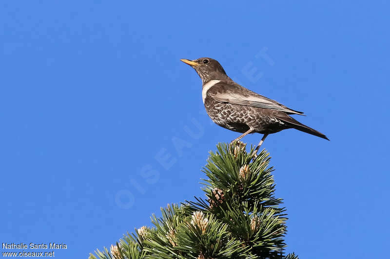 Ring Ouzeladult breeding, identification