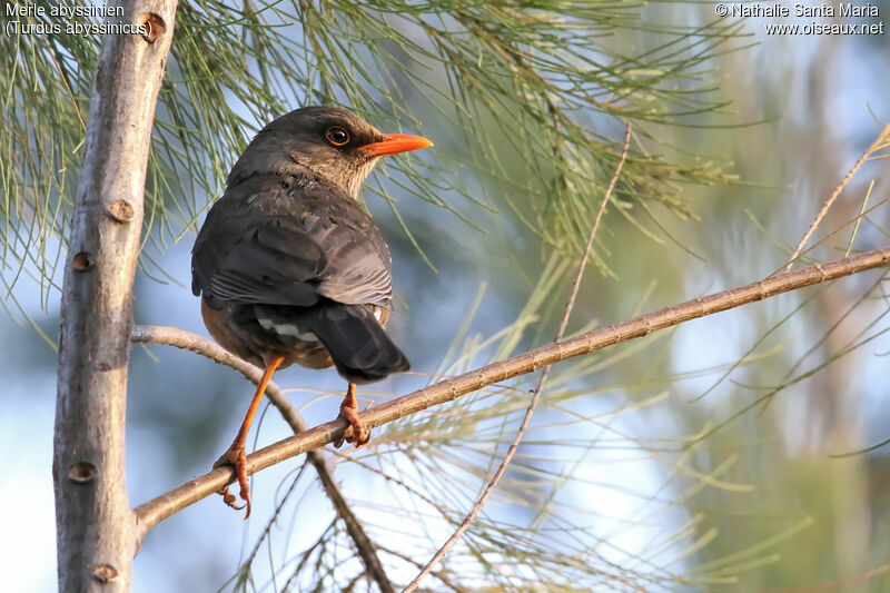 Merle abyssinienadulte, identification, habitat