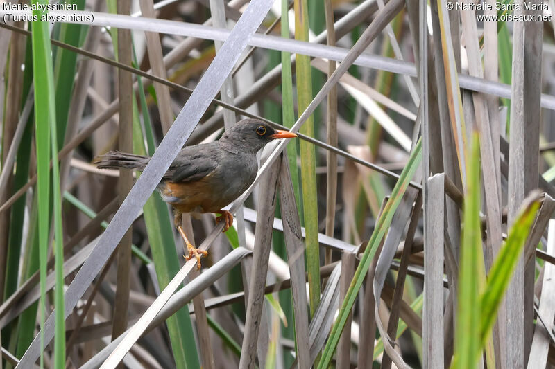 Merle abyssinienadulte, identification, habitat