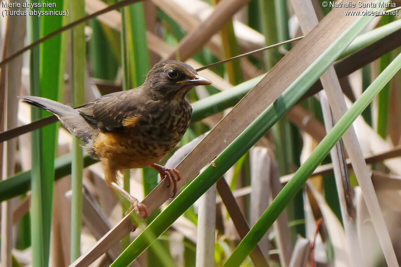 Merle abyssinienjuvénile, identification, habitat