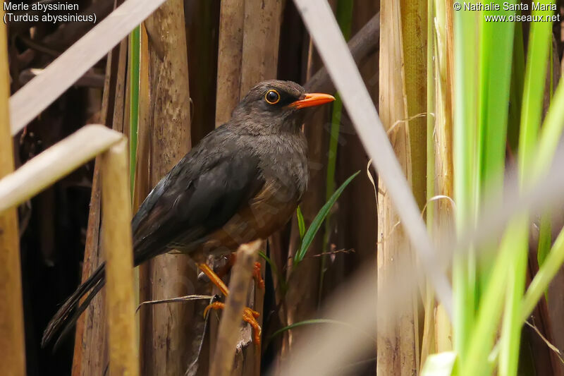 Merle abyssinienadulte, identification, habitat