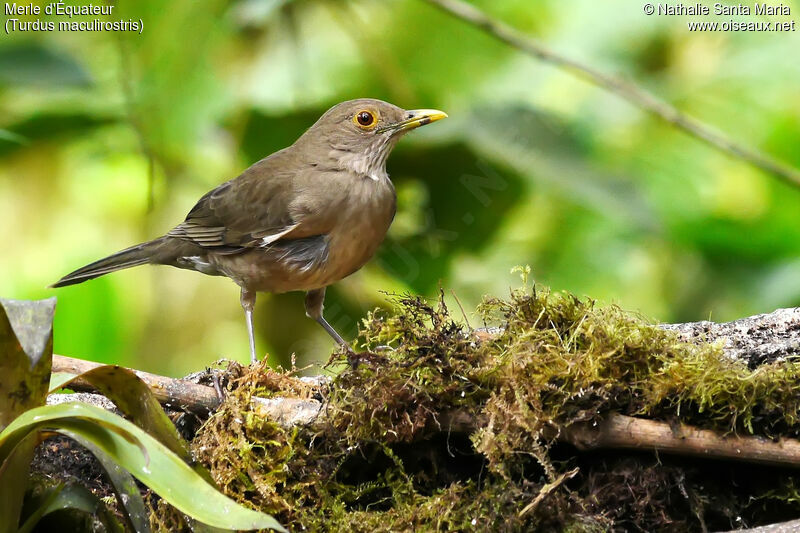 Ecuadorian Thrushadult, identification