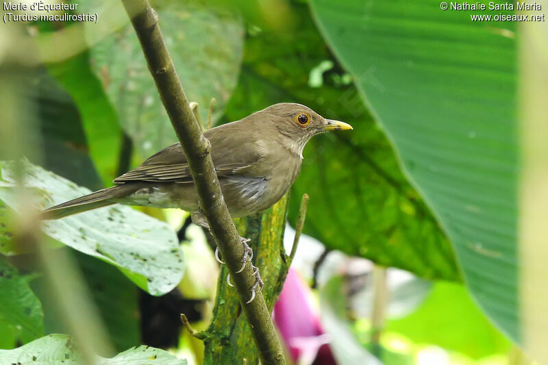 Ecuadorian Thrushadult, identification