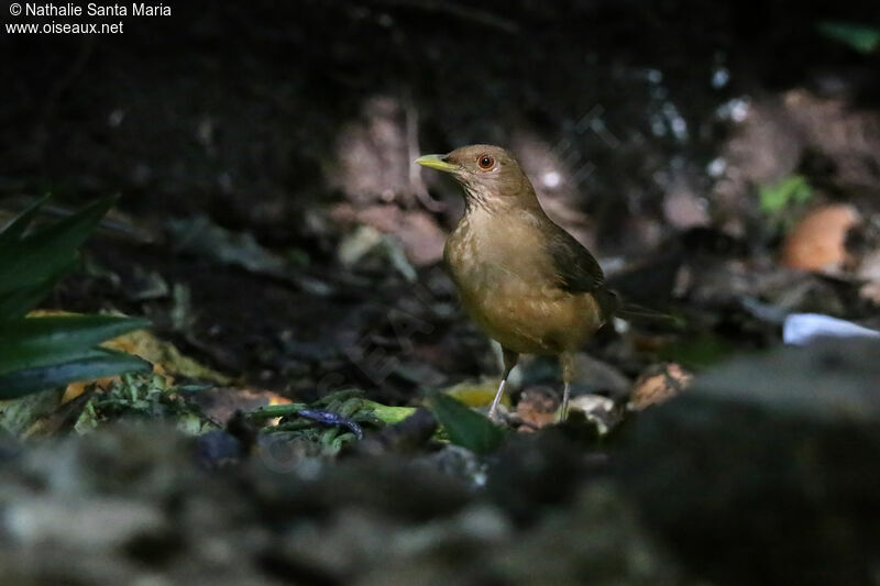 Clay-colored Thrushadult, identification