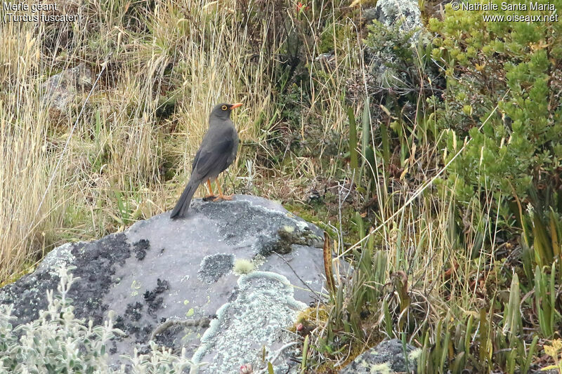 Merle géantadulte, identification