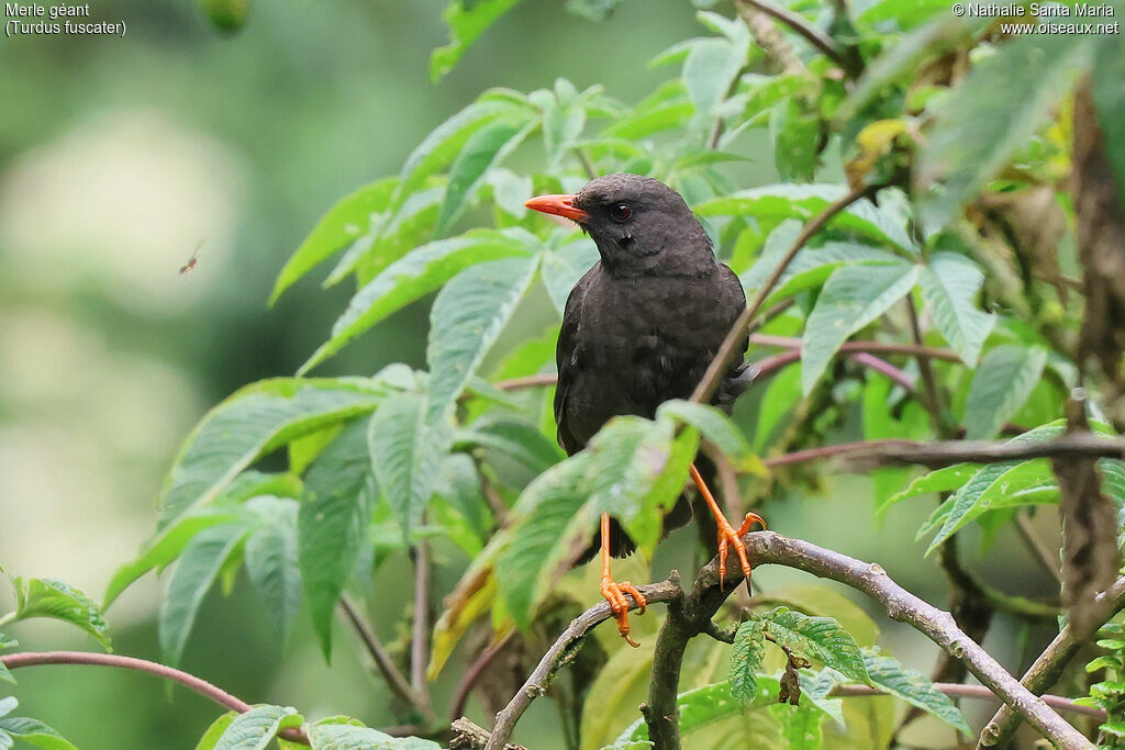 Great Thrushimmature, identification