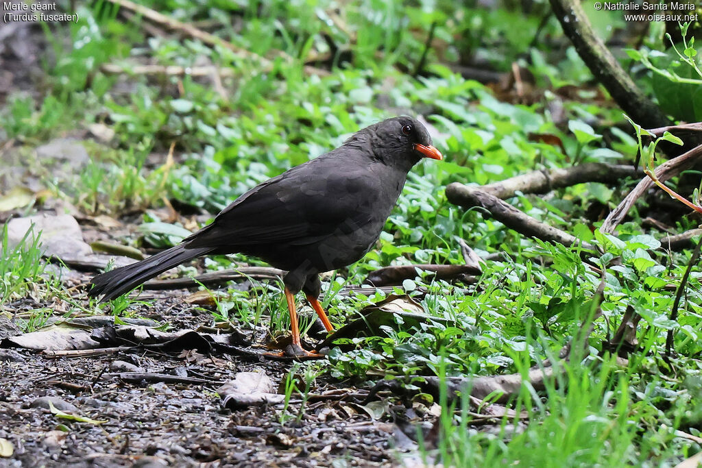 Great Thrushimmature, identification, fishing/hunting