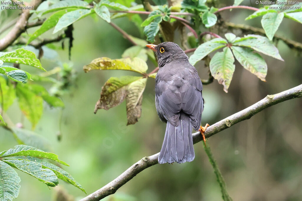 Great Thrushadult, identification