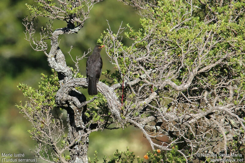 Glossy-black Thrushadult, habitat