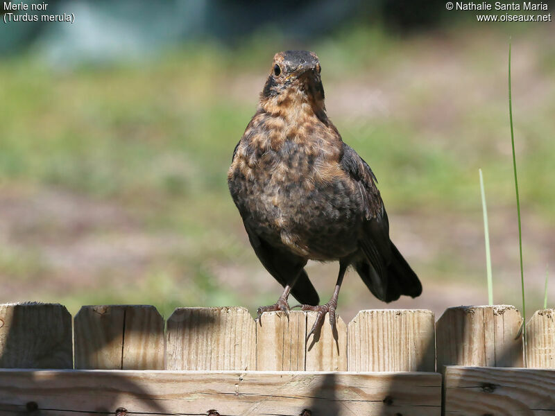 Common Blackbirdjuvenile, identification, Behaviour