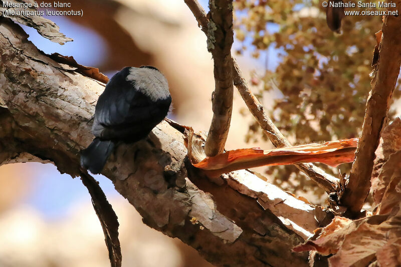 White-backed Black Titadult, identification