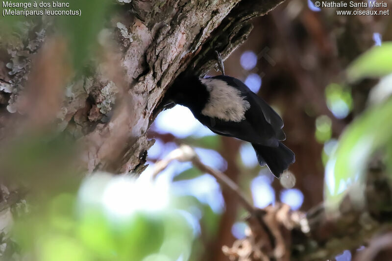 White-backed Black Titadult, identification, habitat