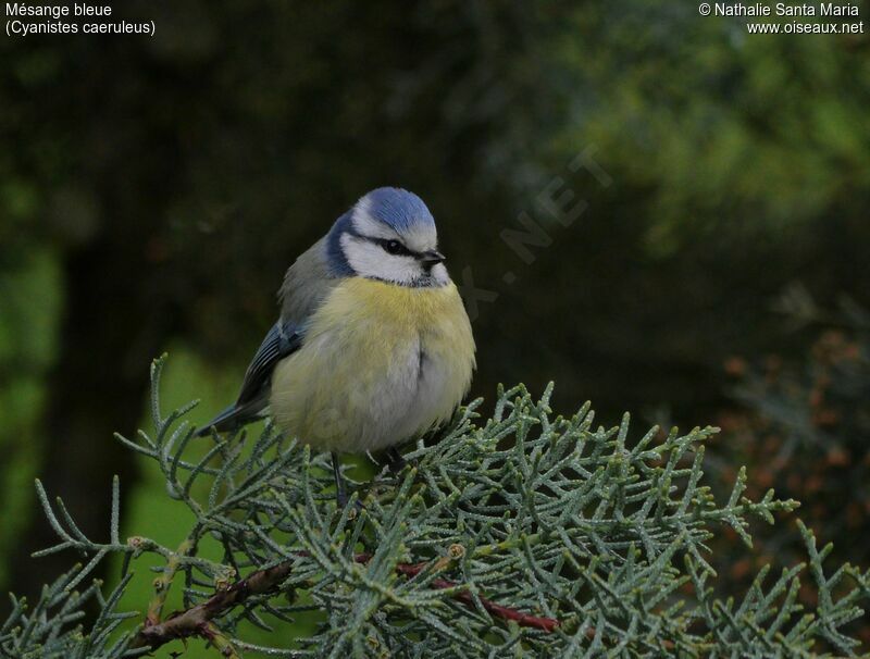 Mésange bleue mâle adulte nuptial