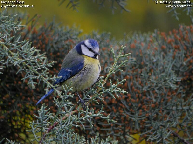 Mésange bleueadulte