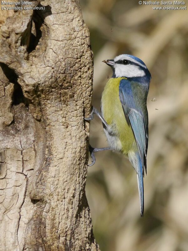 Eurasian Blue Tit