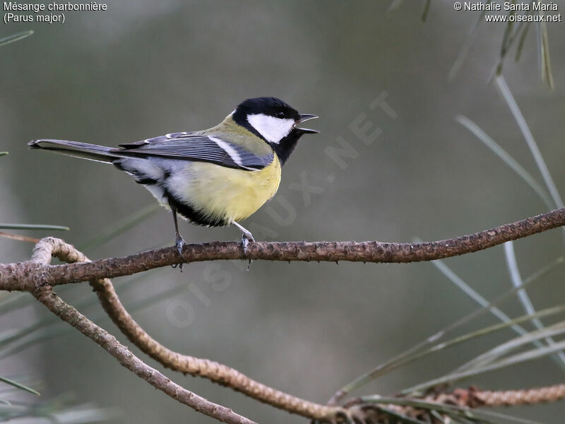 Mésange charbonnière mâle adulte, identification, chant, Comportement