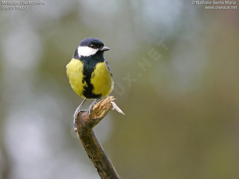 Mésange charbonnière mâle adulte internuptial, identification, Comportement