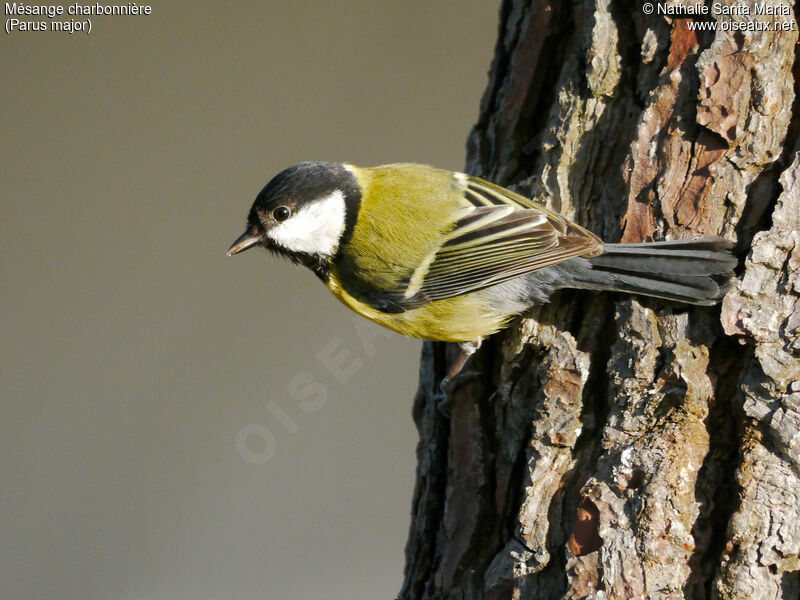 Mésange charbonnière femelle adulte, identification, Comportement