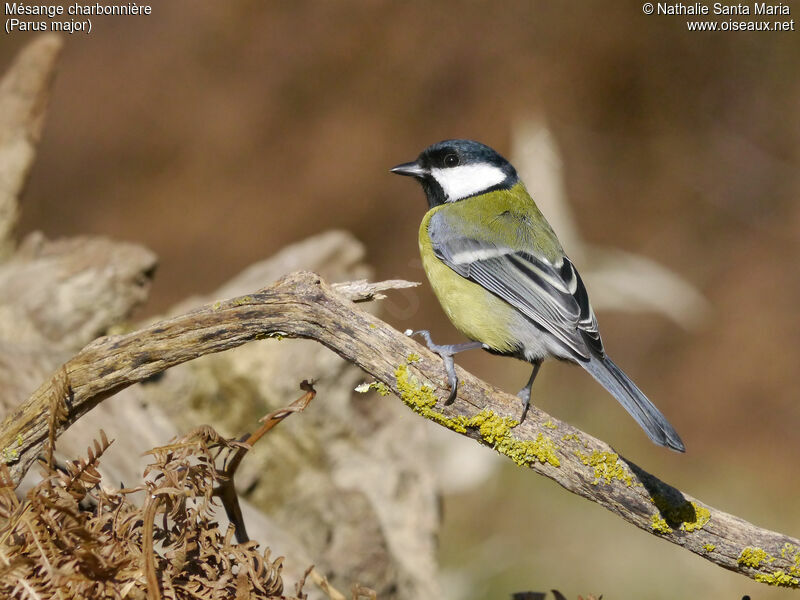 Mésange charbonnièreadulte, identification, Comportement