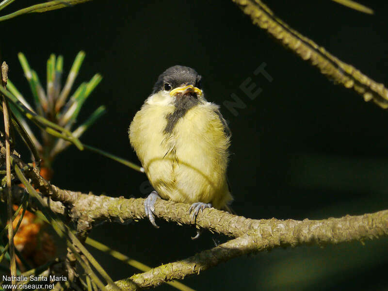 Mésange charbonnièrejuvénile, Comportement