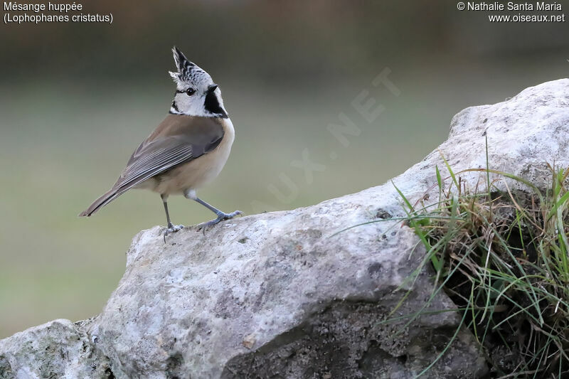 Crested Titadult, identification