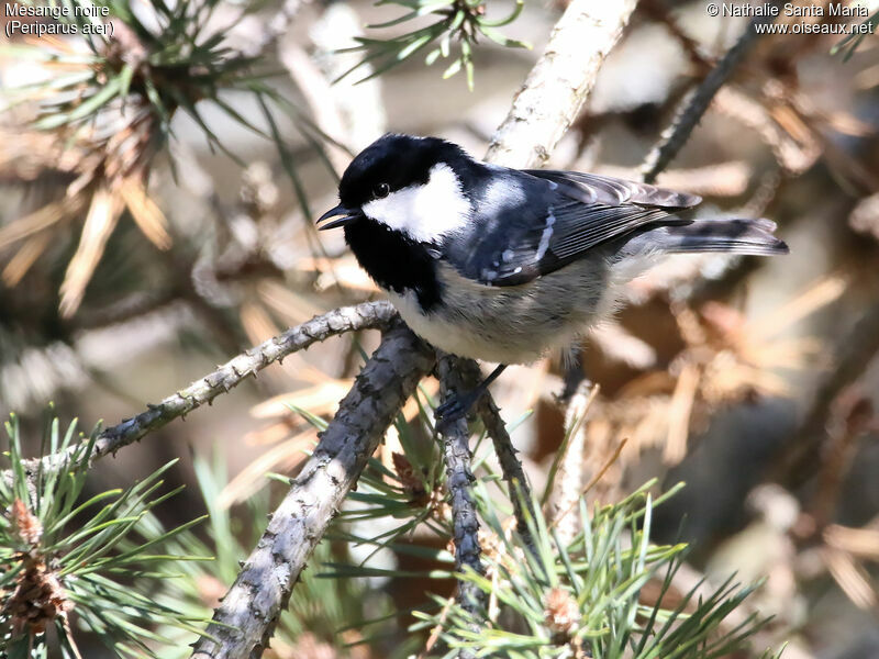 Coal Tit male adult, identification, song, Behaviour