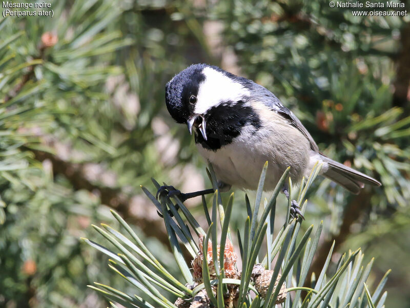 Coal Tit male adult, identification, habitat, song, Behaviour