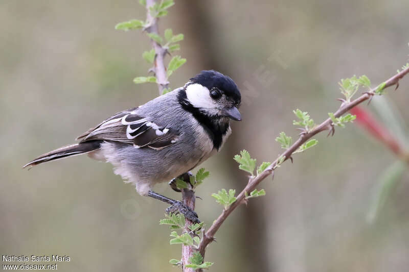 Mésange somalienneadulte, identification