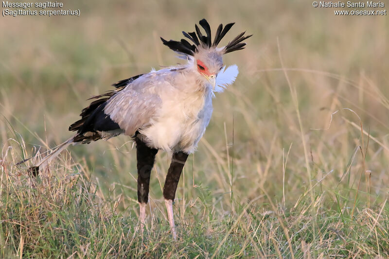 Secretarybirdadult, identification, habitat, walking, fishing/hunting