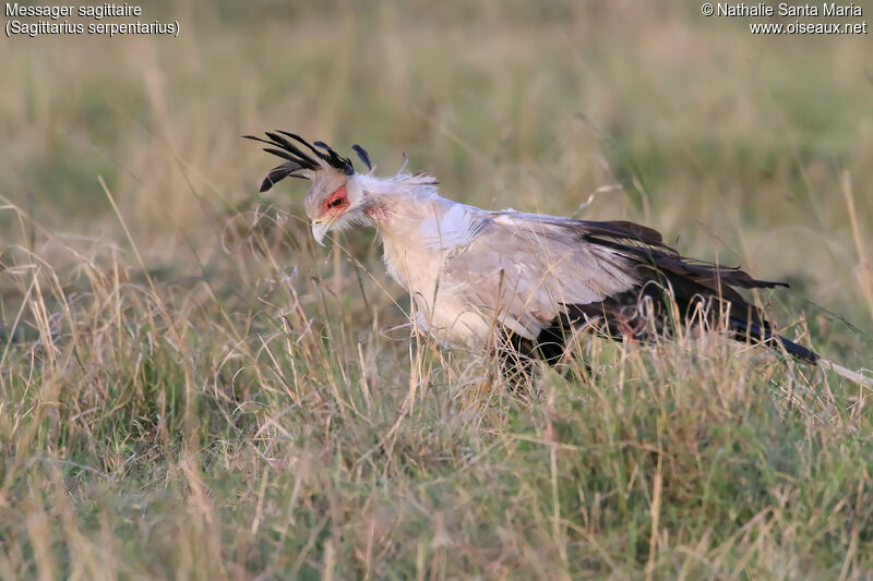 Messager sagittaireadulte, identification, habitat, marche