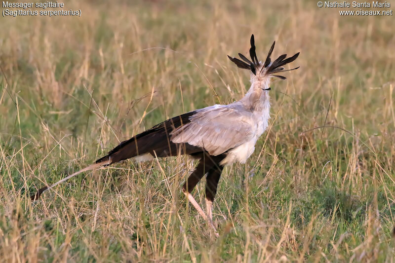 Secretarybirdadult, identification, habitat, walking