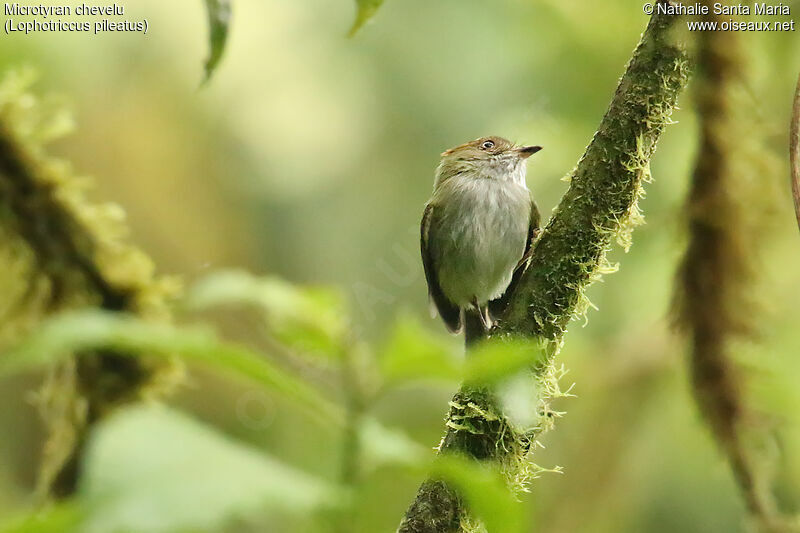 Scale-crested Pygmy Tyrantadult, identification