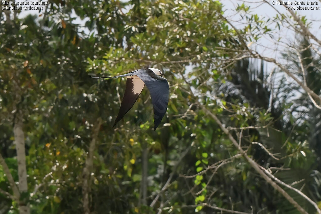 Milan à queue fourchueadulte, identification, Vol