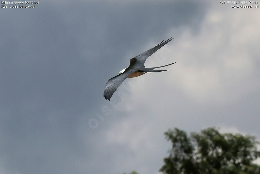 Milan à queue fourchueadulte, identification, Vol