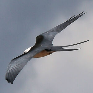 Milan à queue fourchue