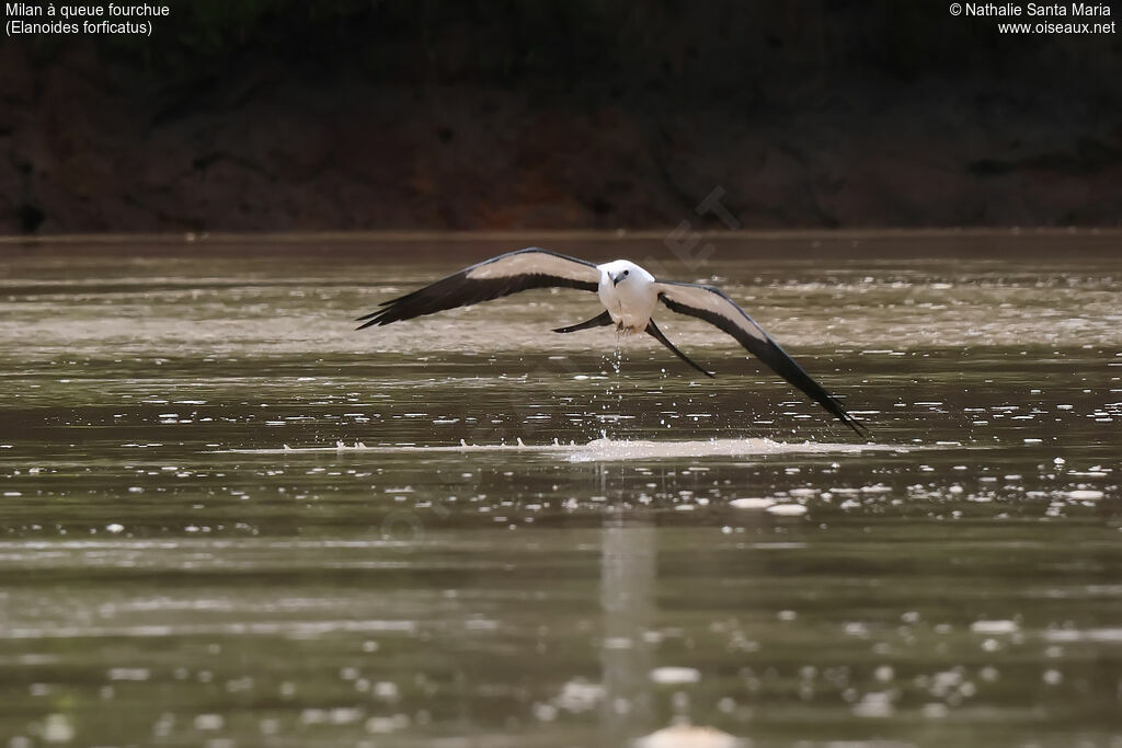 Milan à queue fourchueadulte, identification, Vol, pêche/chasse