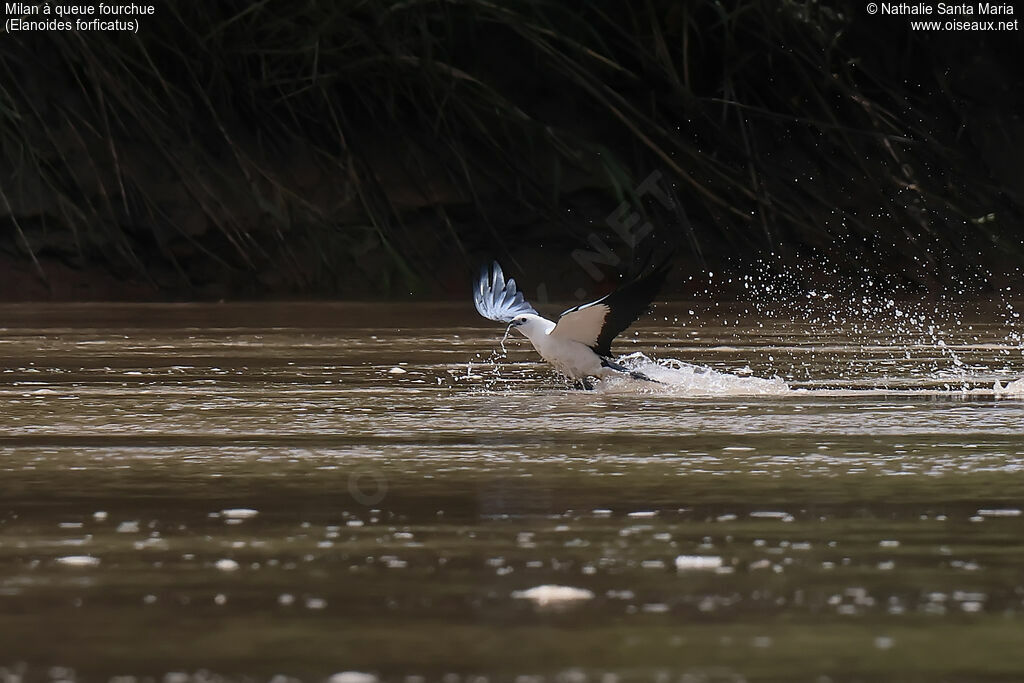 Milan à queue fourchueadulte, identification, Vol, pêche/chasse