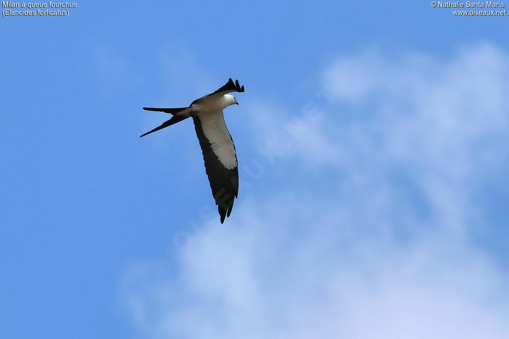 Milan à queue fourchueadulte, identification, Vol