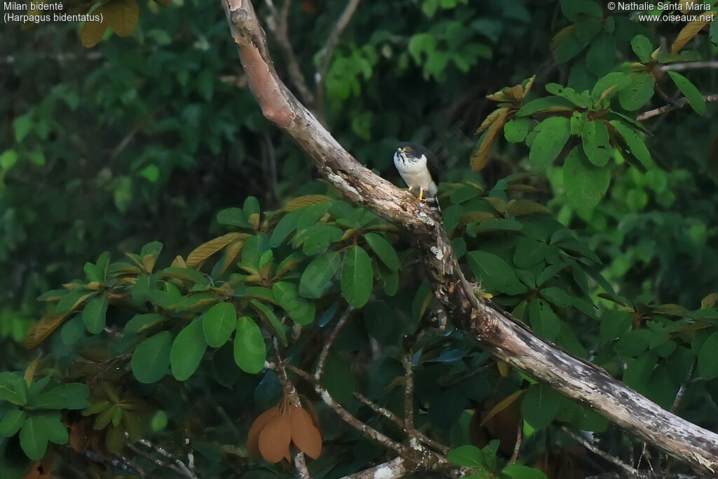 Milan bidenté1ère année, habitat