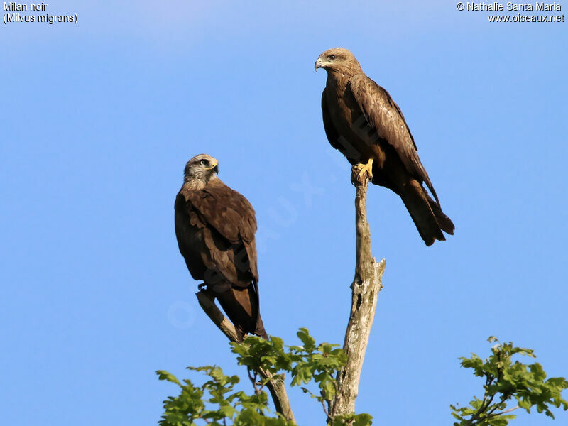 Black Kiteadult, identification, Behaviour