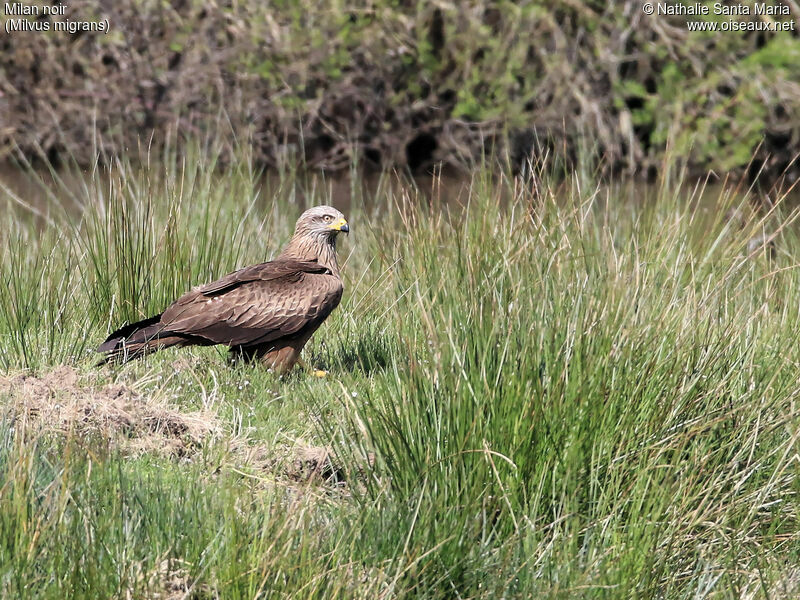 Black Kiteadult, identification, habitat, fishing/hunting, Behaviour